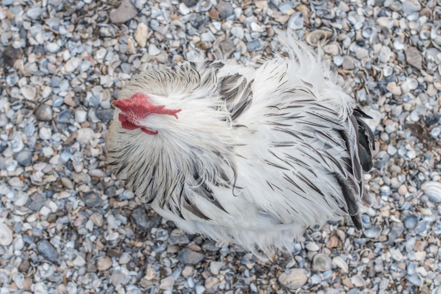 Chicken from above