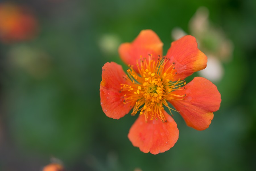 A single flower