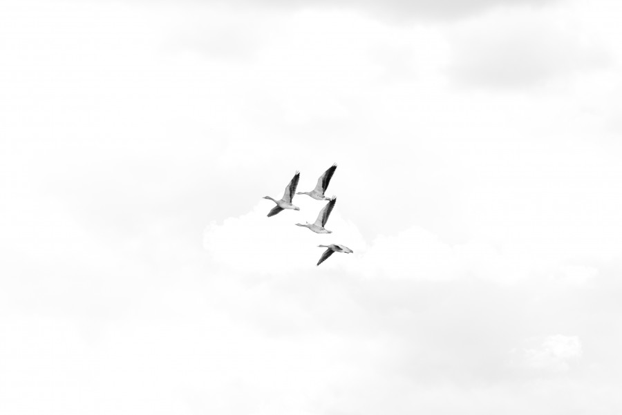 Birds flying high