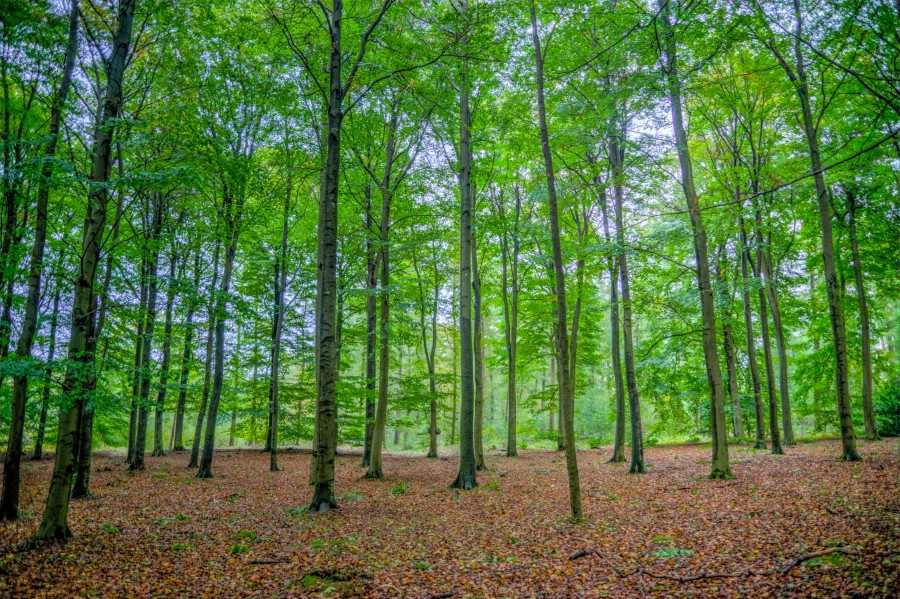 Green forest