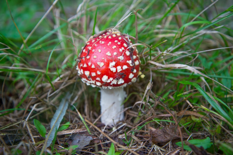 Toadstool
