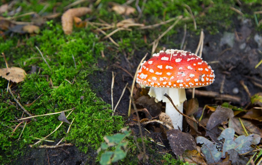 Fly agaric