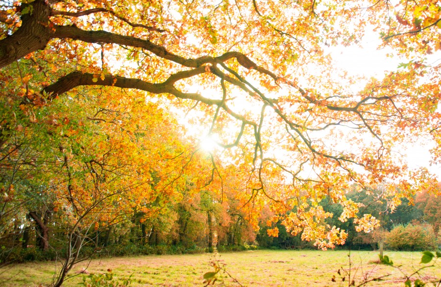 Tree in autumn