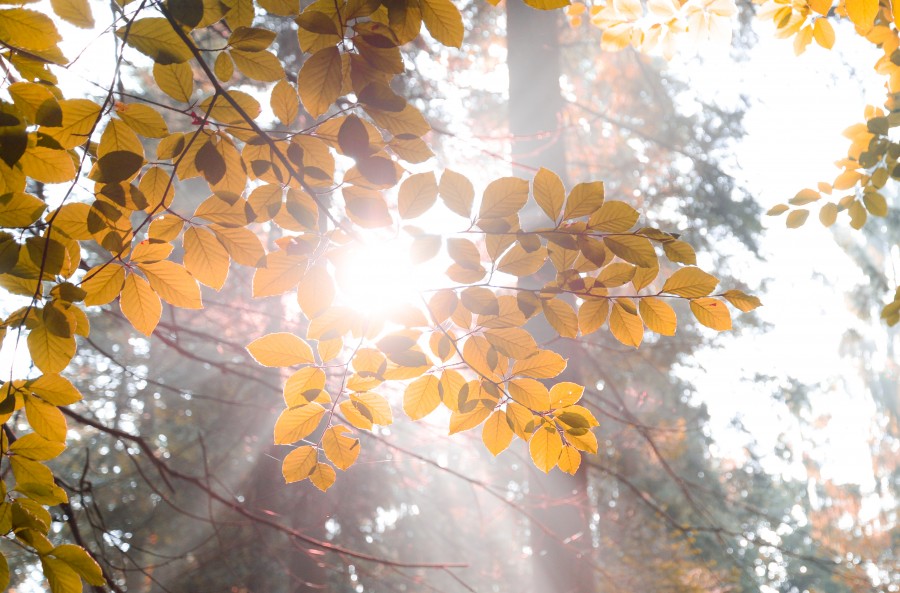 Sun burst through leaves