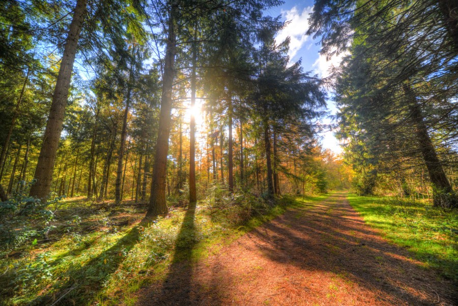 Sunny path in the woods