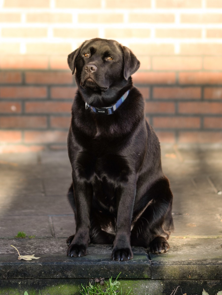 Pepper the labrador