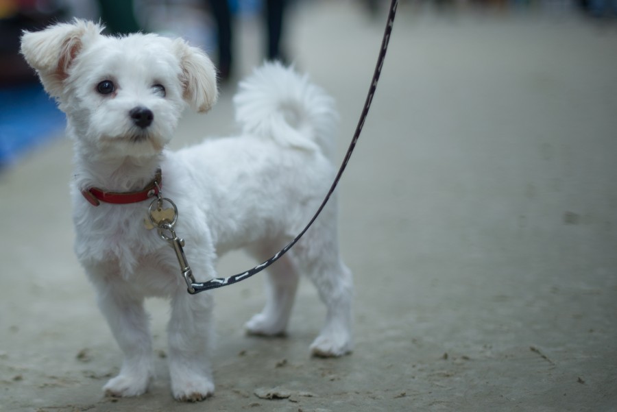 Sweet doggy
