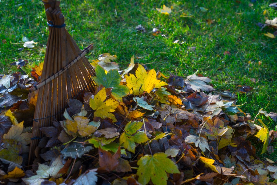 Raking in the leaves