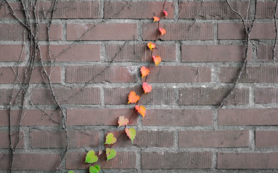 Climbing ivy