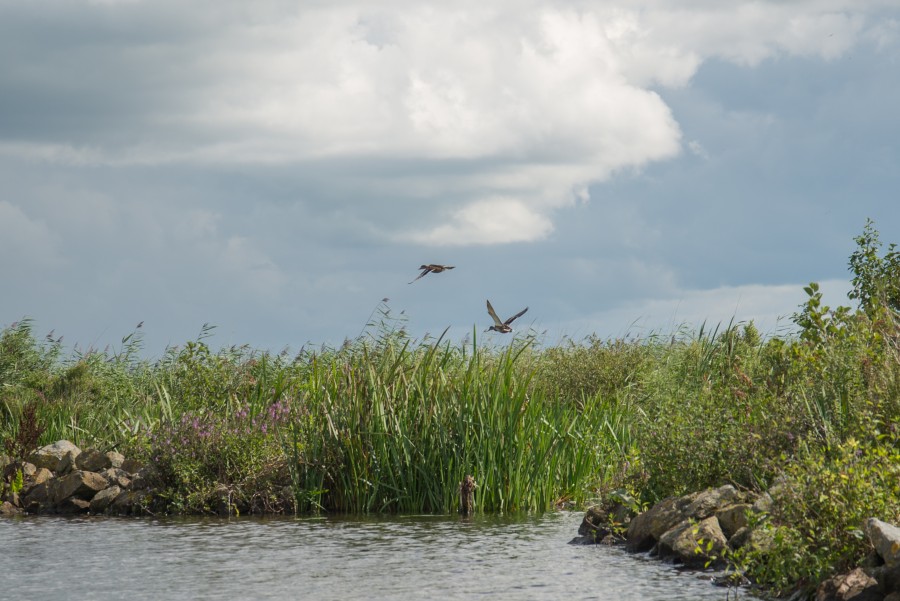 Ducks in flight