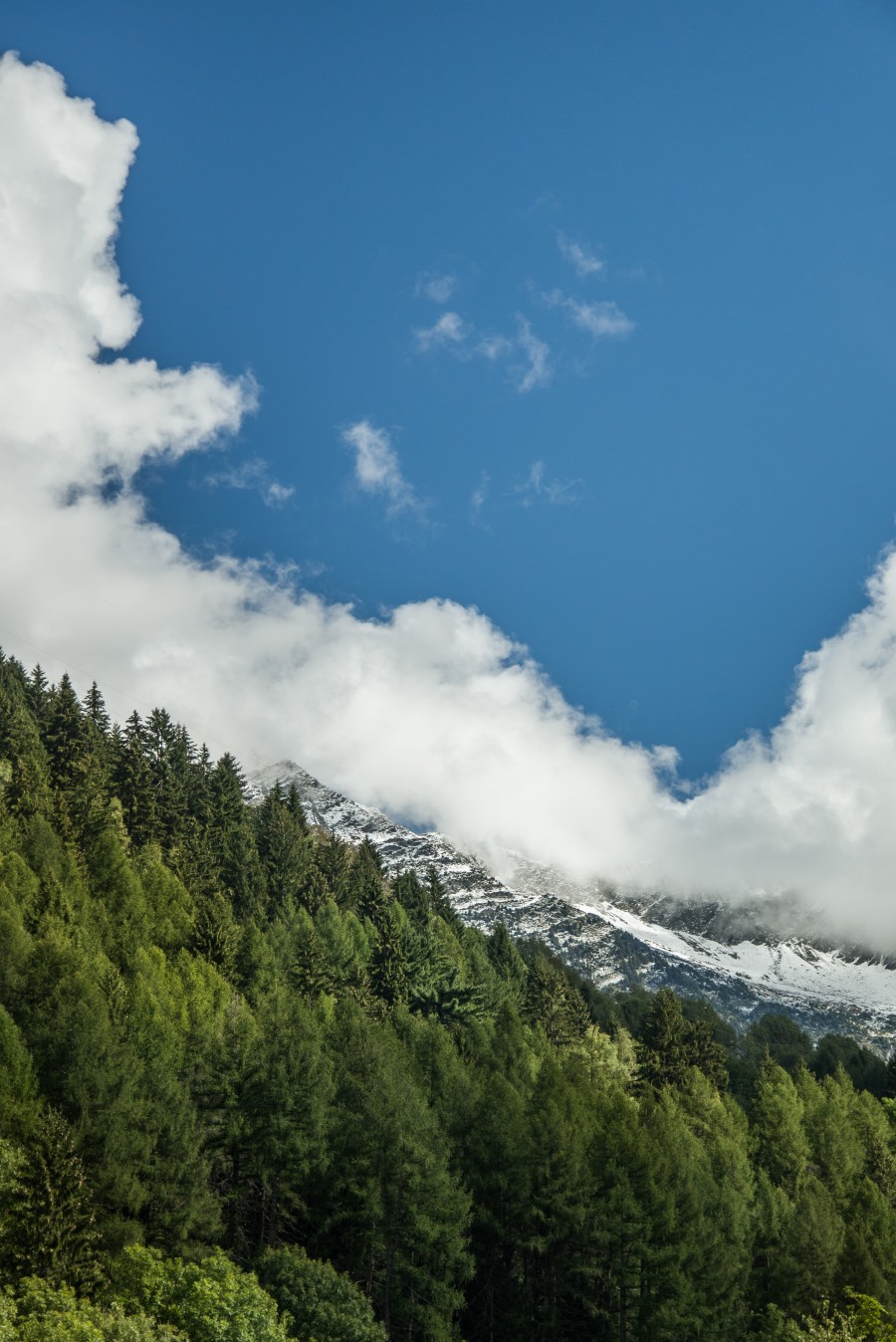 Swiss Aples