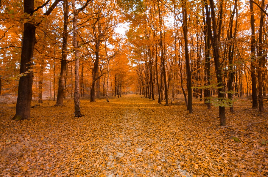 Orange forest