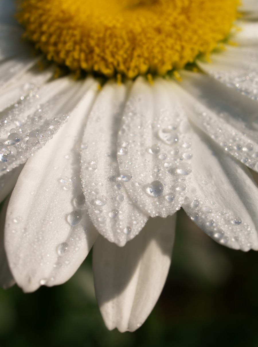 Daisy Flower close up