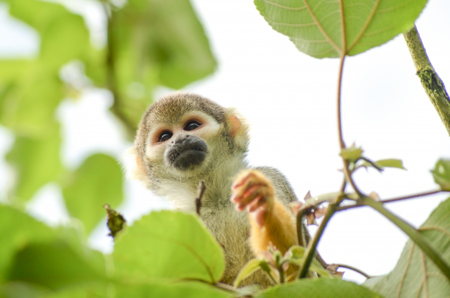 Curious monkey