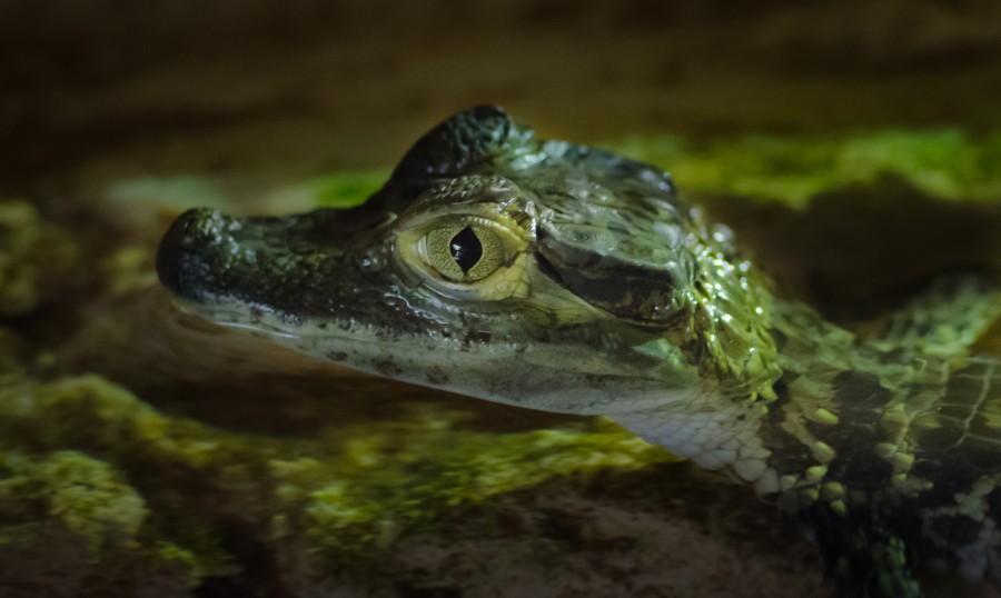 Young croc