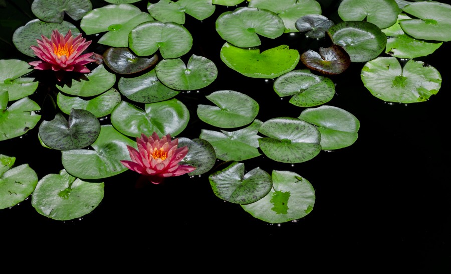 Water lily
