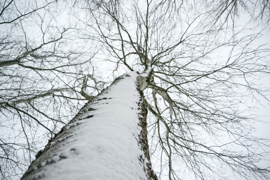 Tree trunk in the snow
