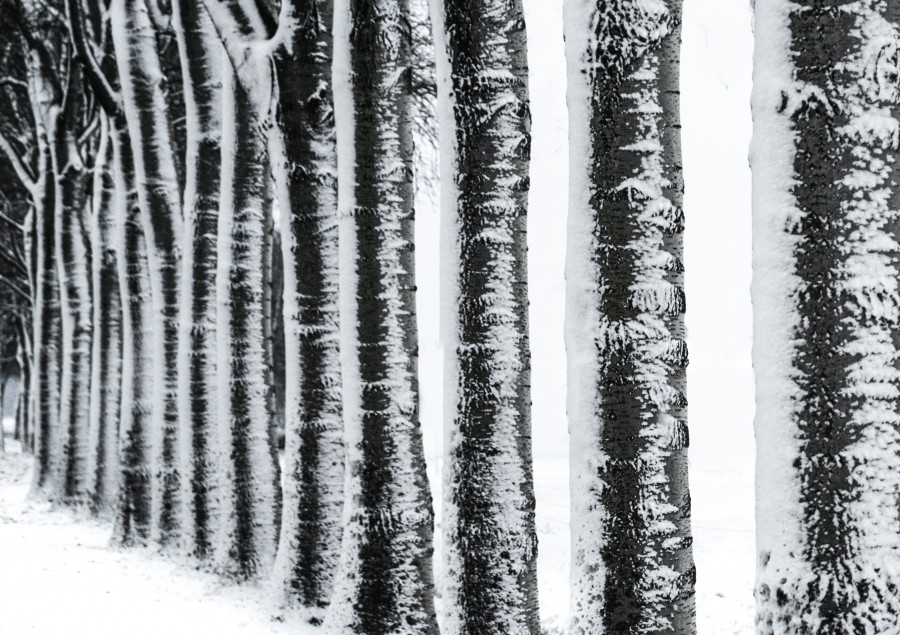 Row of trees in the winter 