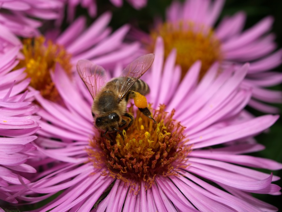 Bee on a Flower