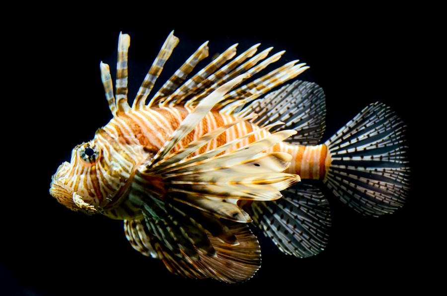 Lionfish close up