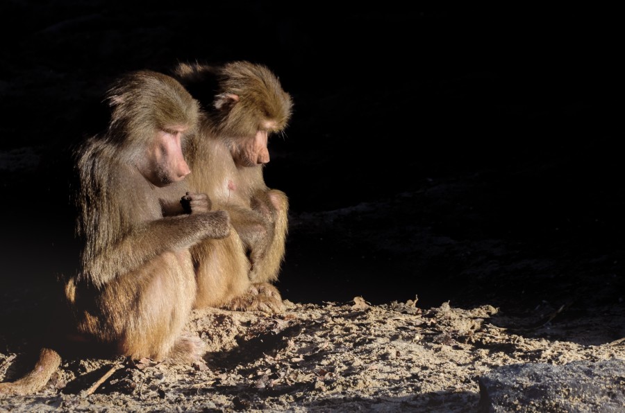 Baboons chilling in the sun