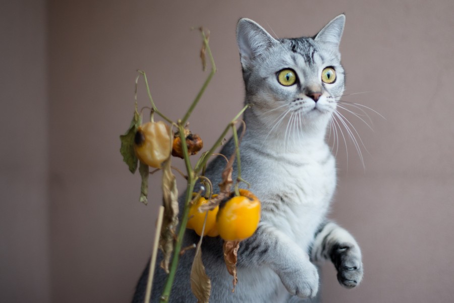 Lovely cat