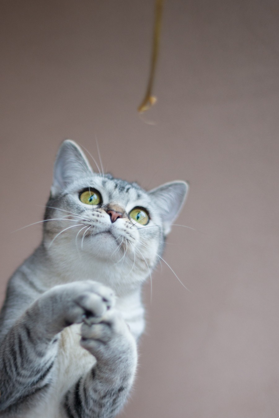 Playing cat