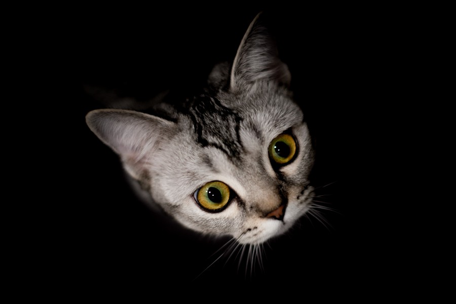 Cat in the dark