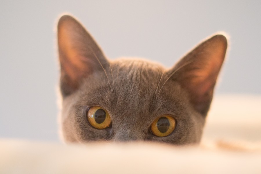 I'm watching you