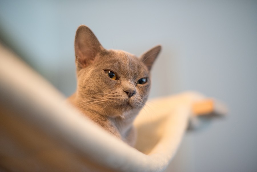 Cat on the watch