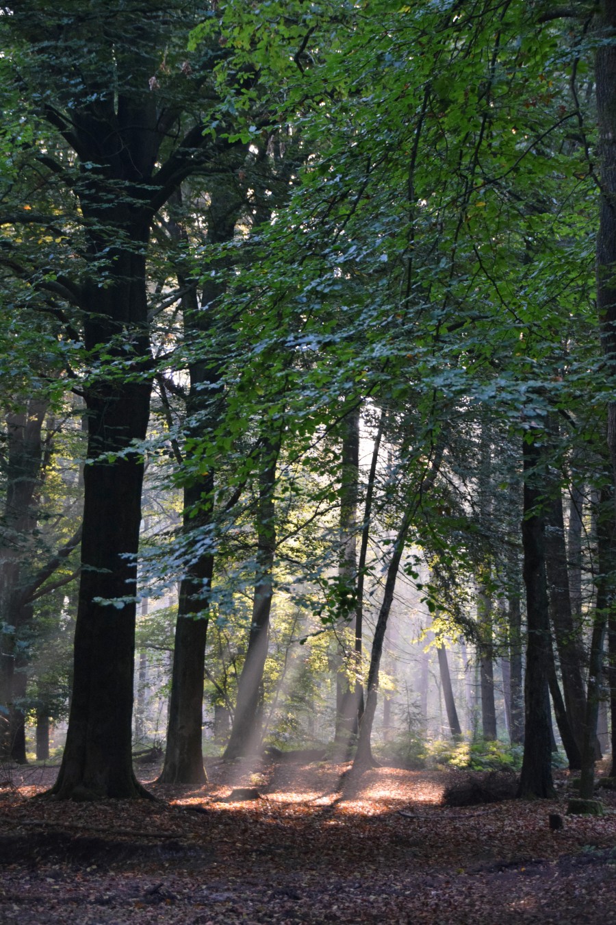 forest