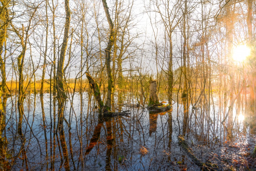 Swamp in Drenthe