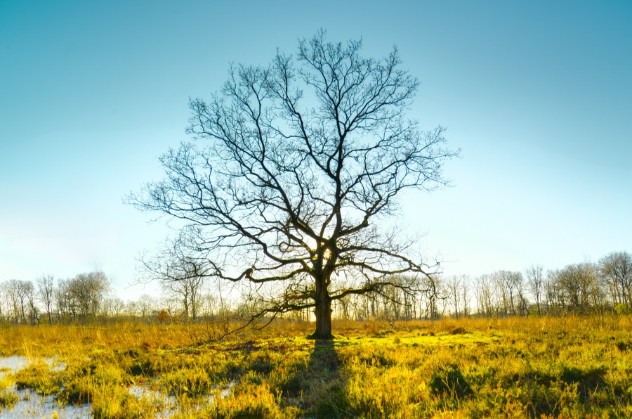 Old tree in the swamps
