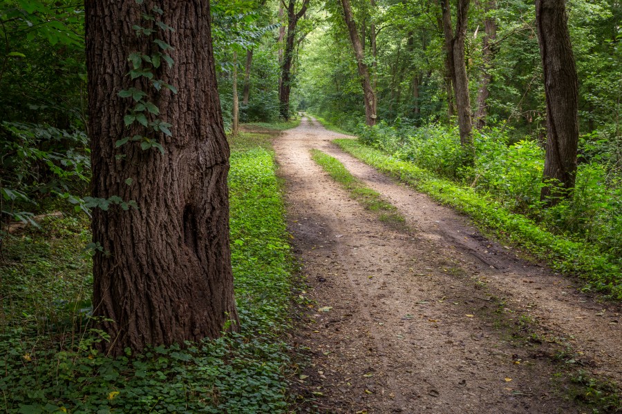 Path