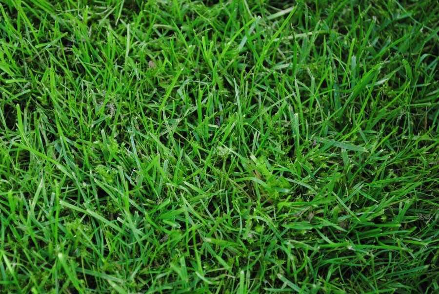 grass wallpaper