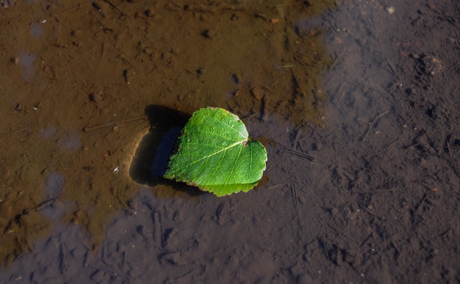Floating leaf
