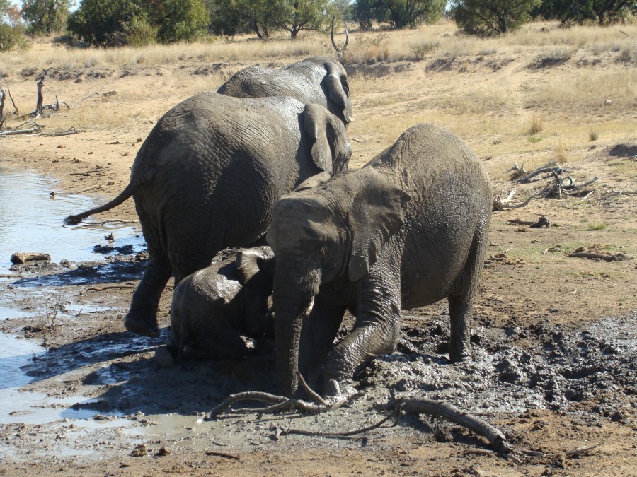 Muddy Elephants