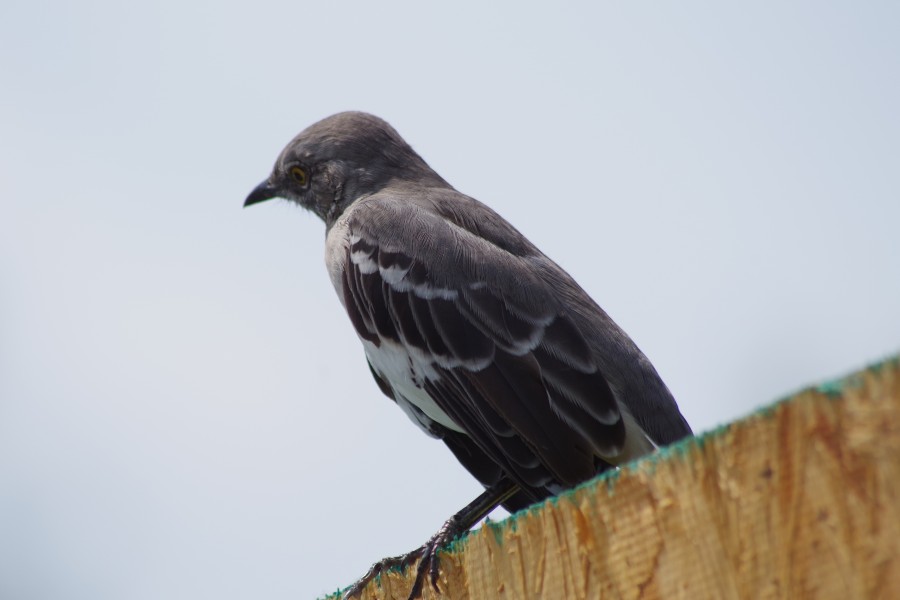 Bird On Fence