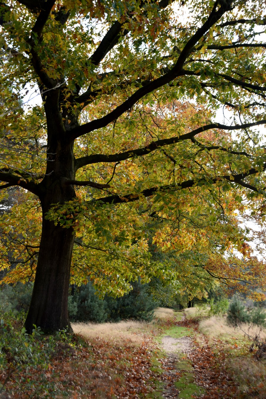 Tree