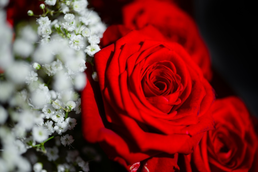 red rose close up
