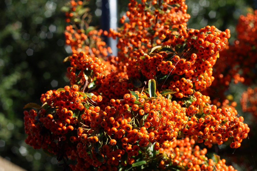 Berries