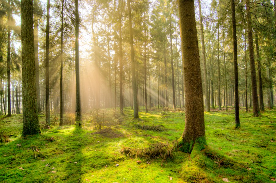 Forest in the early morning