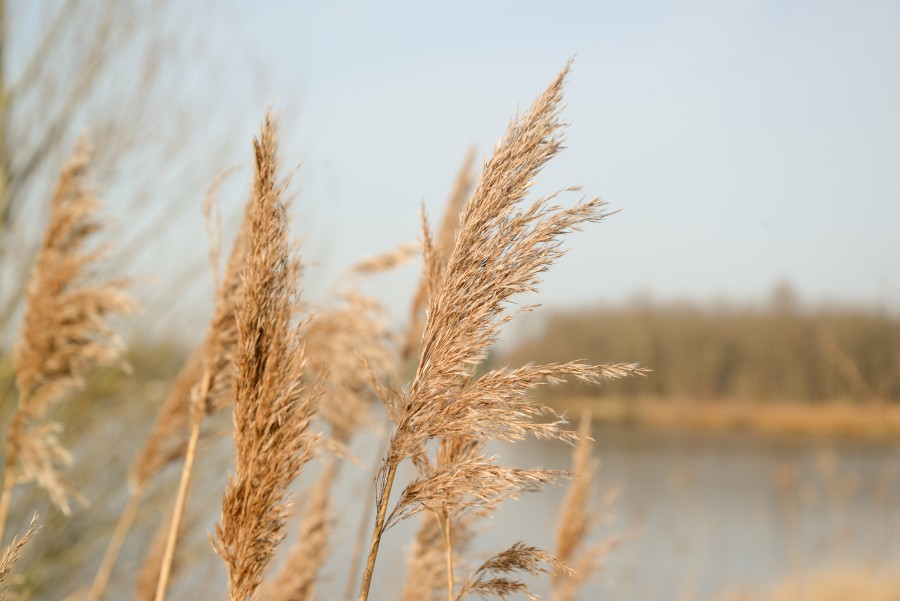 Reed halm