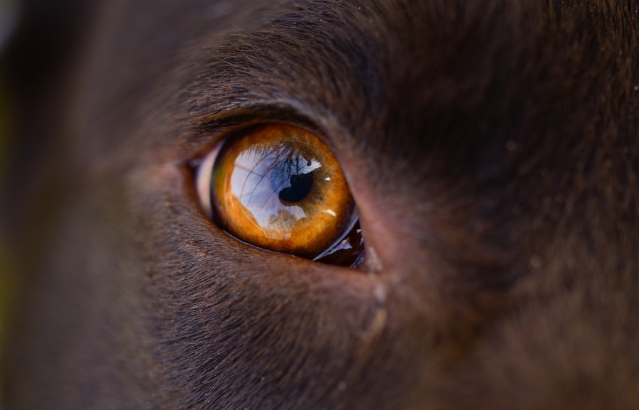 Dogs eye