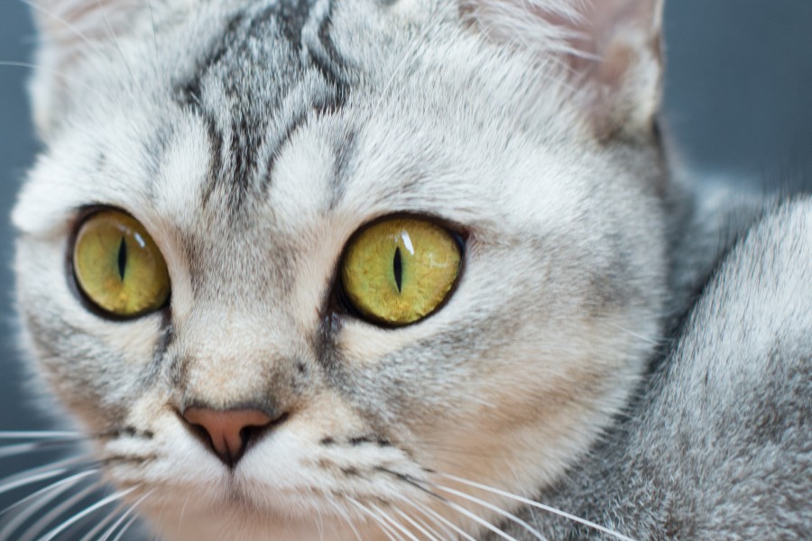 Predator eyes