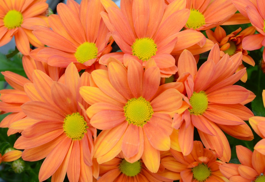 Orange flowers