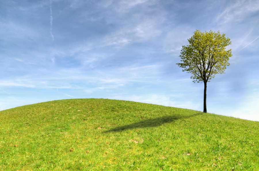 Hill and a tree