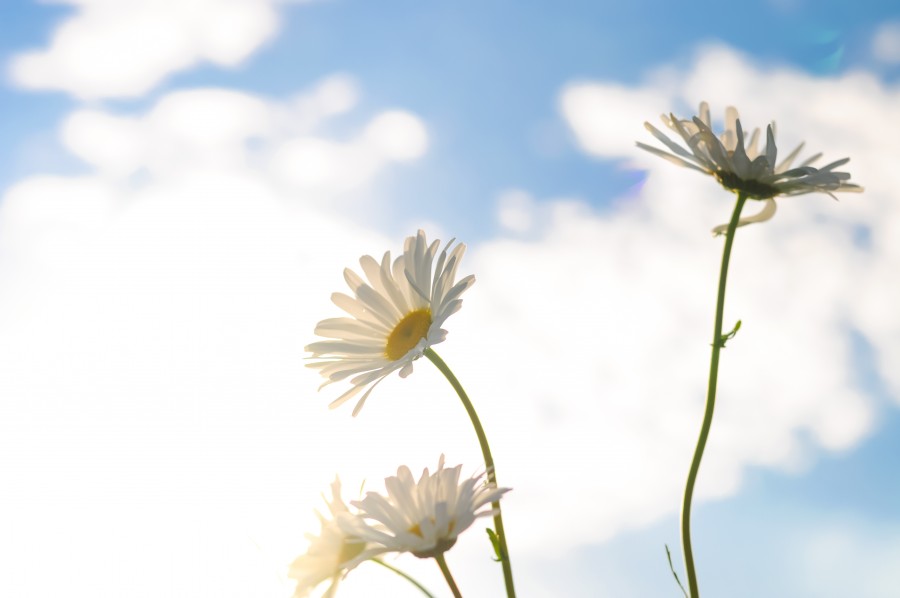 White flowers in the sun