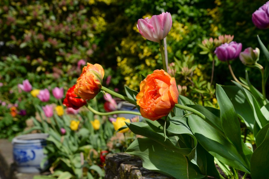 Garden flowers