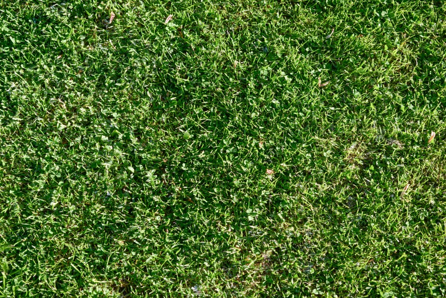 Grass lawn